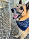 adoptable Dog in woodland, CA named Axl