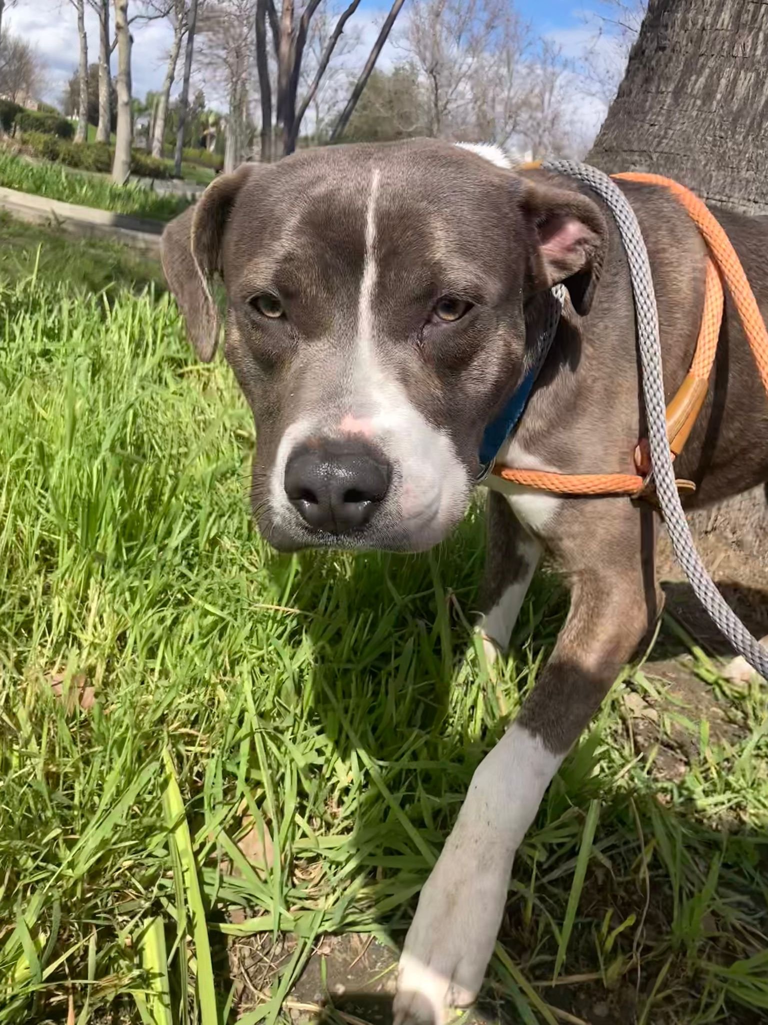adoptable Dog in Woodland, CA named Colby