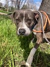 adoptable Dog in woodland, ca, CA named Colby