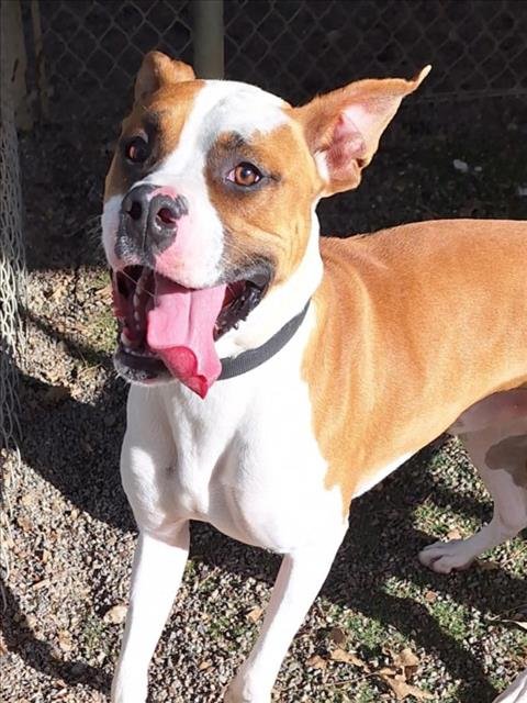 adoptable Dog in Woodland, CA named Georgie