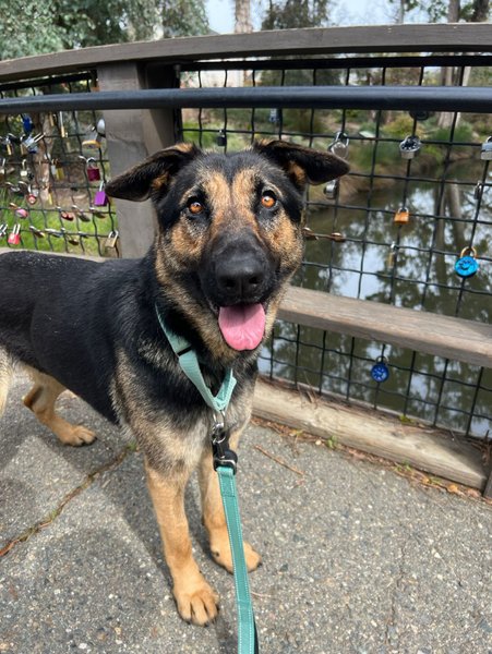 adoptable Dog in Woodland, CA named Jewel