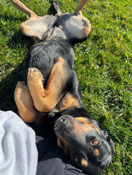 adoptable Dog in Woodland, CA named Leia