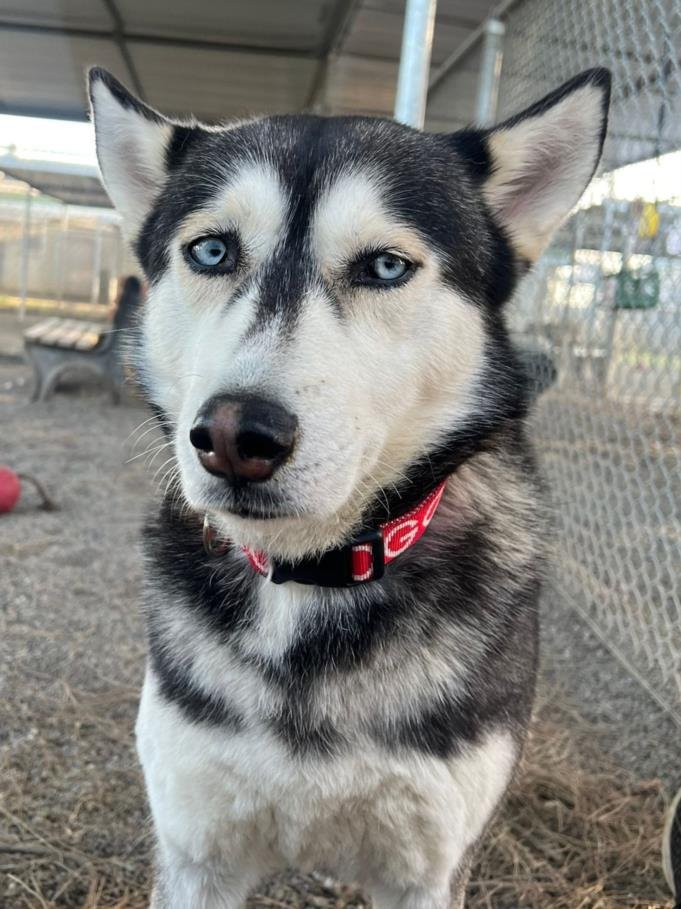 adoptable Dog in Woodland, CA named Alani