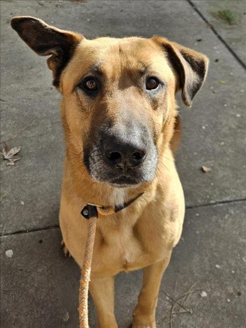 adoptable Dog in Woodland, CA named Moonshine