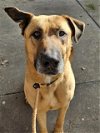 adoptable Dog in  named Moonshine