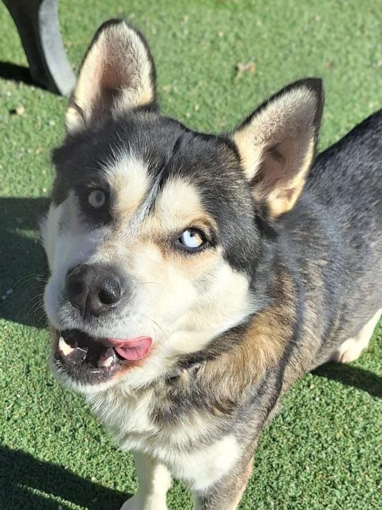 adoptable Dog in Woodland, CA named Nanook