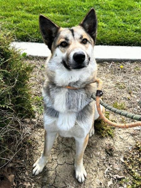 adoptable Dog in Woodland, CA named Zuri