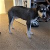 adoptable Dog in woodland, ca, CA named Ghost