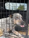 adoptable Dog in woodland, ca, CA named Daisy