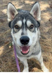 adoptable Dog in Woodland, CA named Django