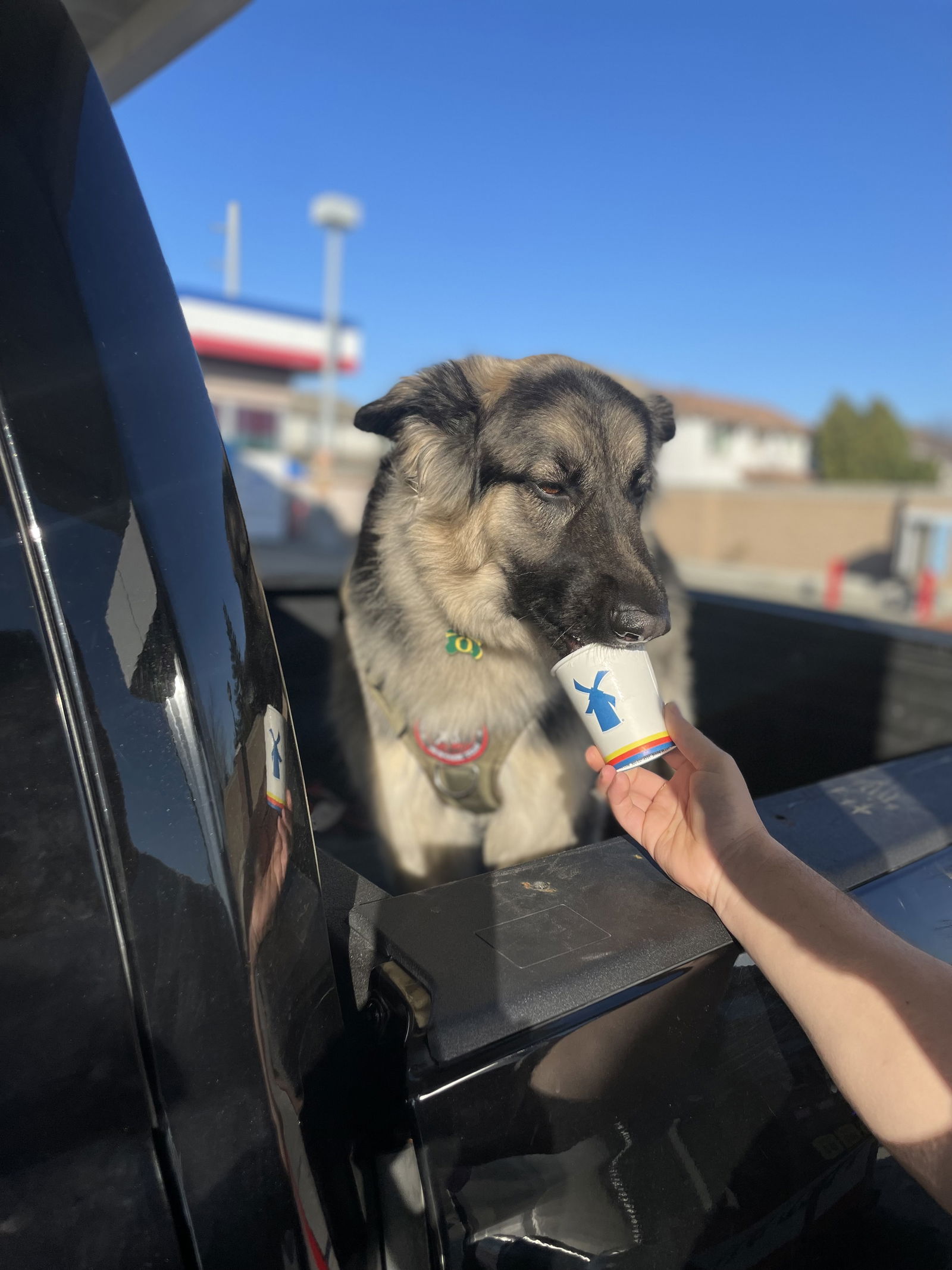 adoptable Dog in Woodland, CA named Luca