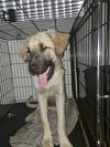 adoptable Dog in  named Anatolian