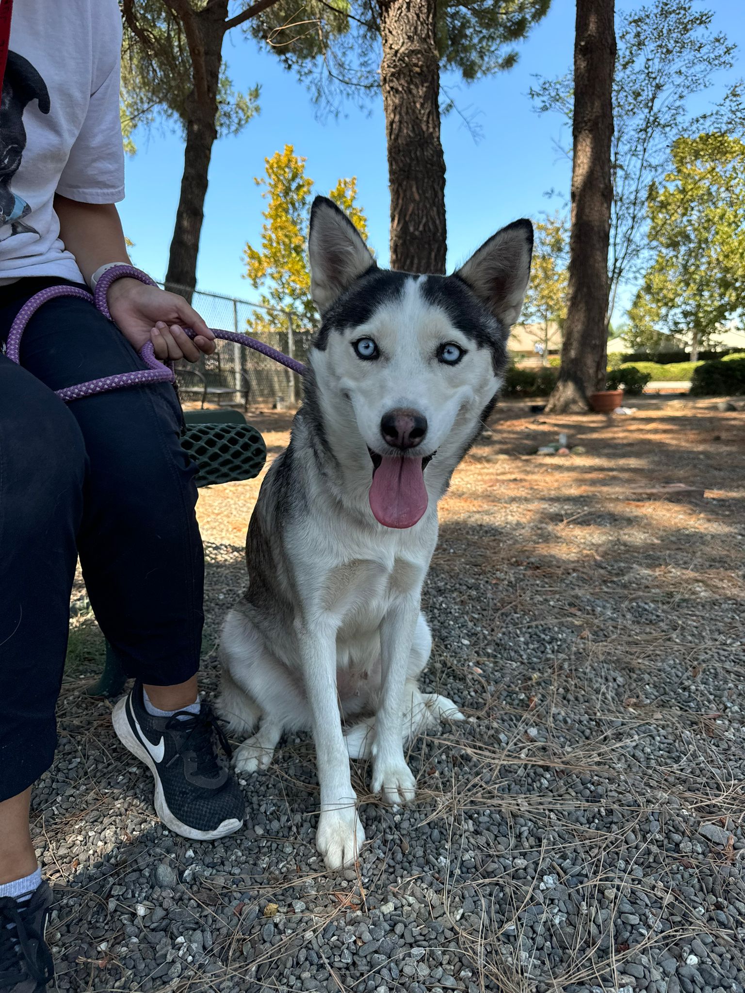 adoptable Dog in Woodland, CA named Aashi