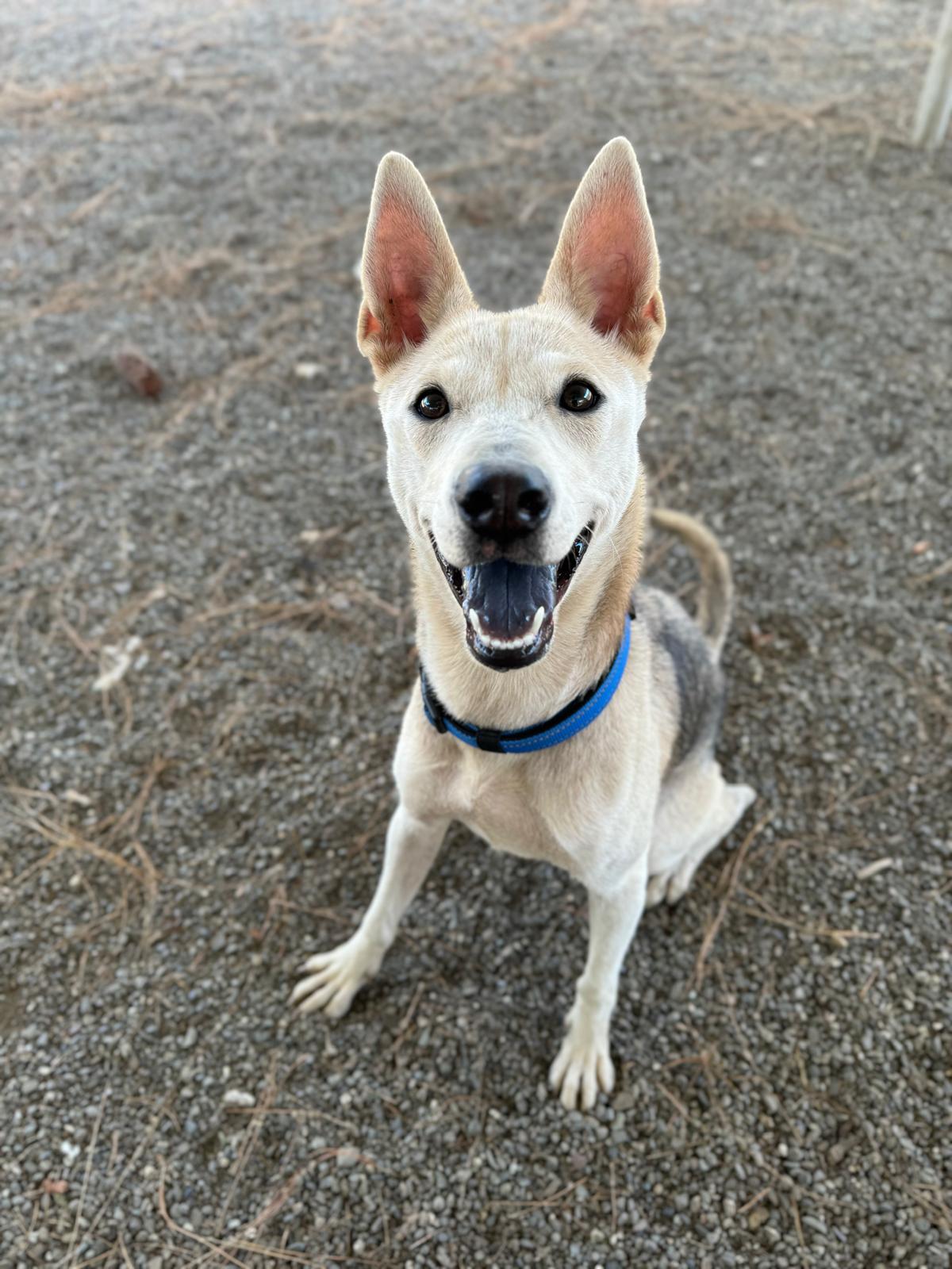 adoptable Dog in Woodland, CA named Fawn