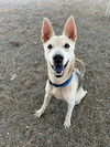 adoptable Dog in Woodland, CA named Fawn