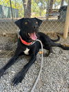 adoptable Dog in Woodland, CA named Flynn