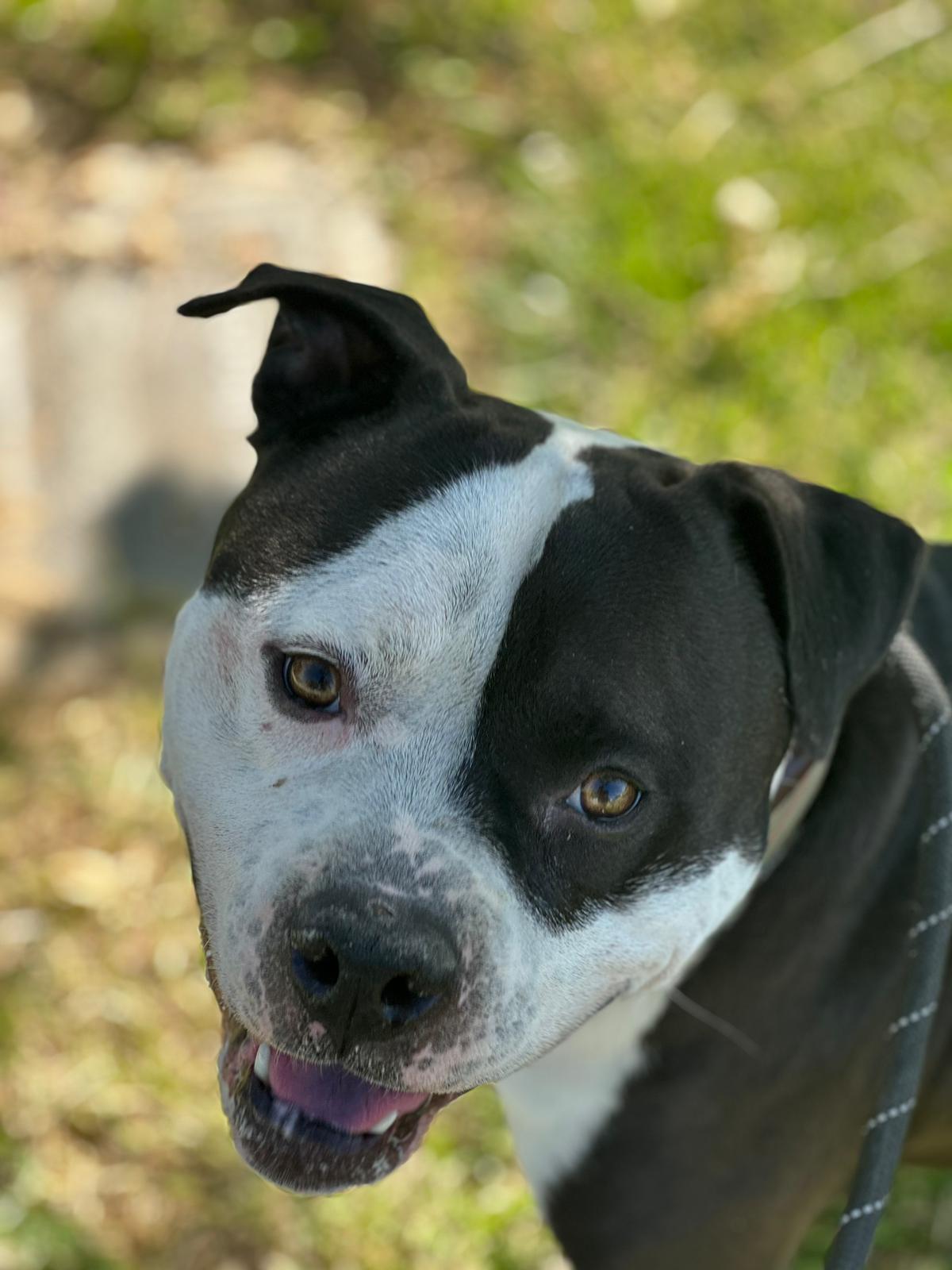 adoptable Dog in Woodland, CA named Huck