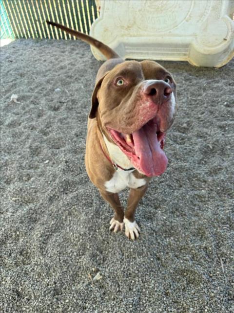 adoptable Dog in Woodland, CA named Hugo