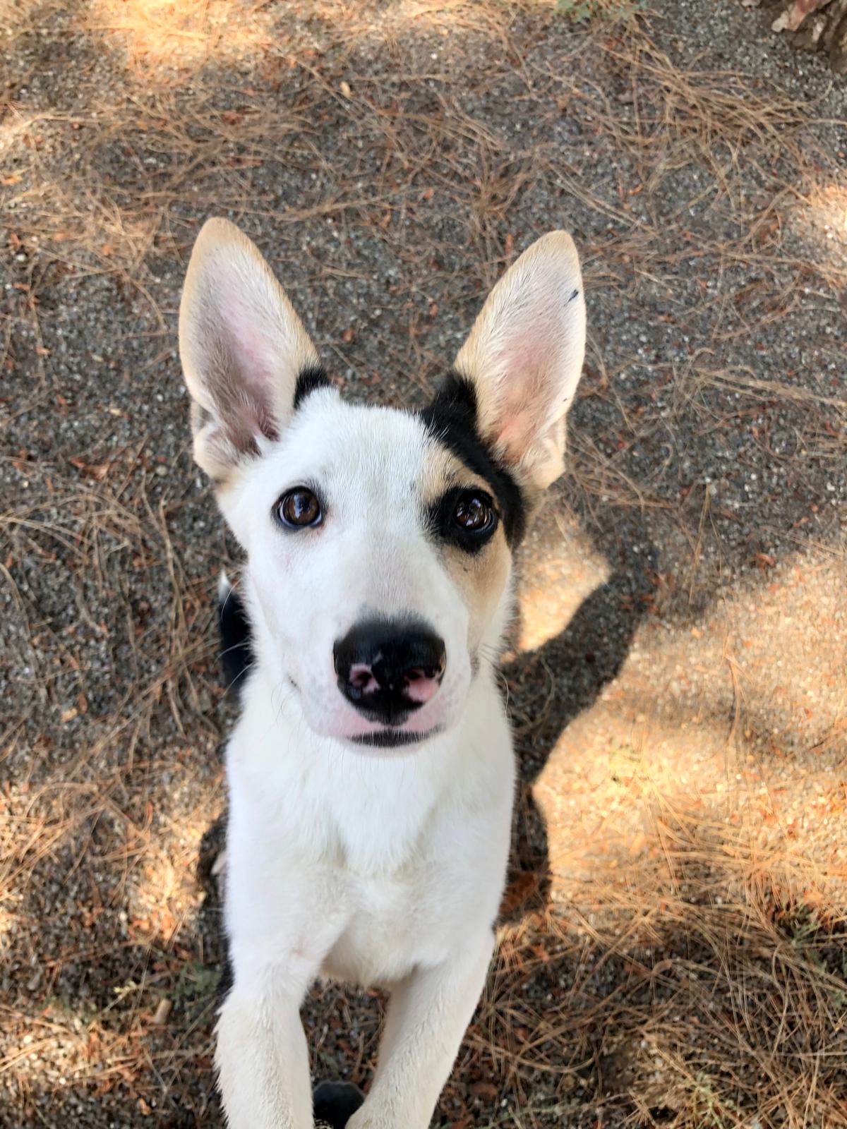 adoptable Dog in Woodland, CA named Manna