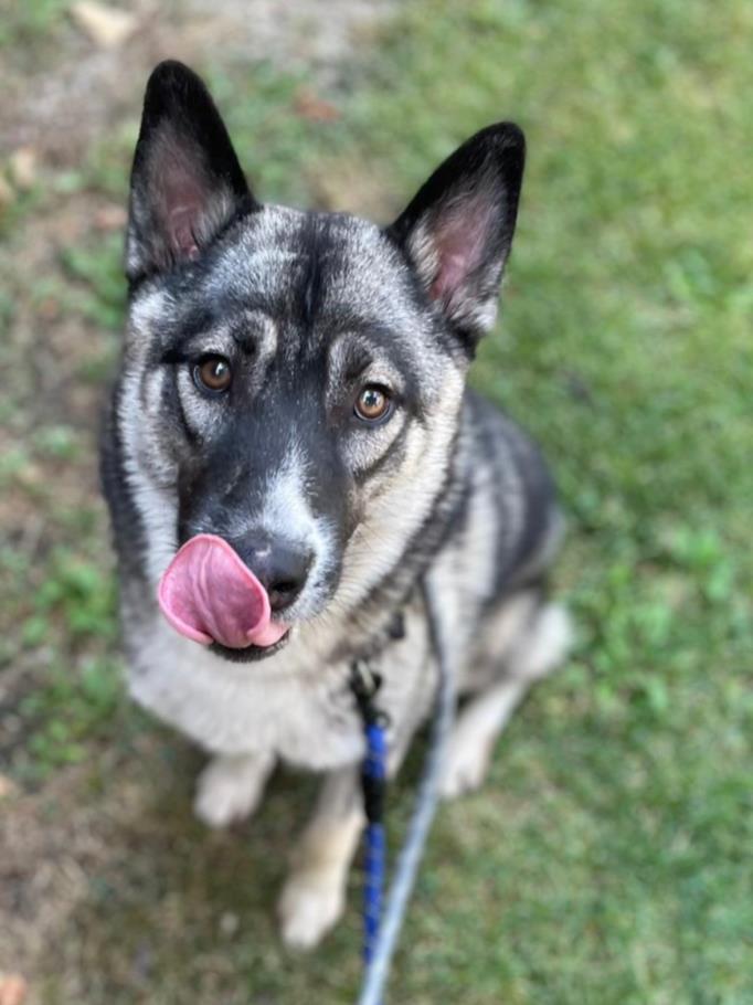 adoptable Dog in Woodland, CA named Nila