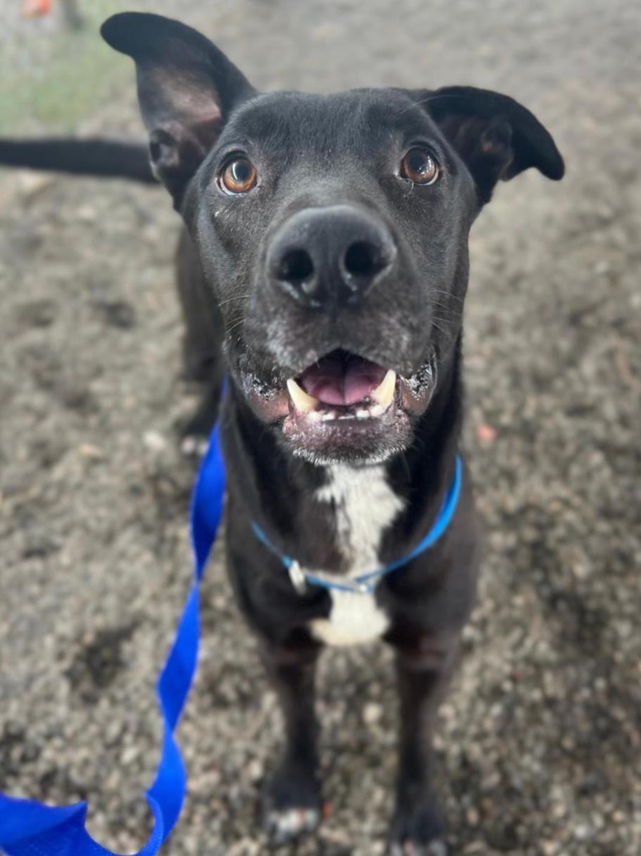 adoptable Dog in Woodland, CA named Popeye