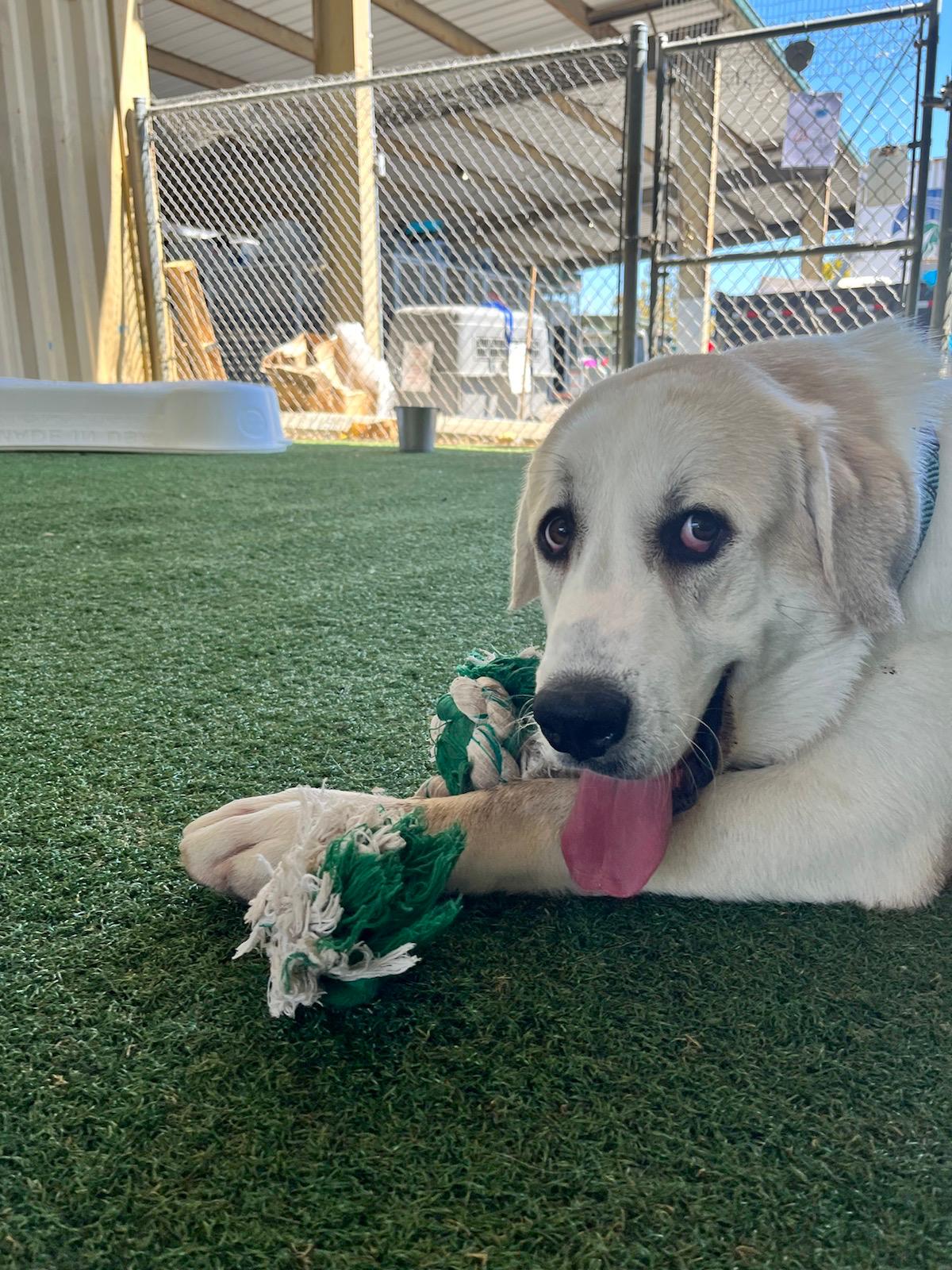 adoptable Dog in Woodland, CA named Pretzel