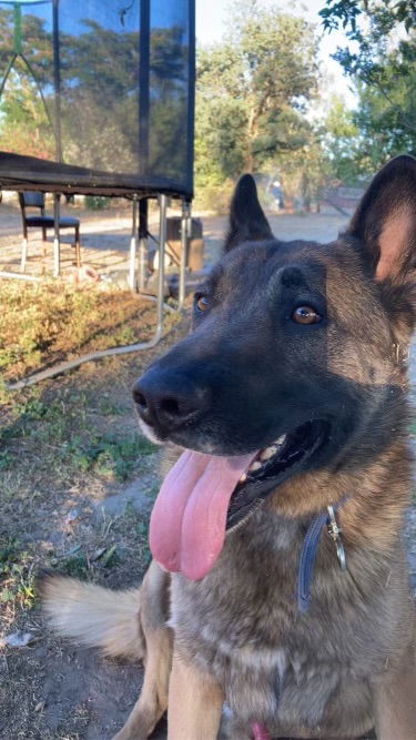 adoptable Dog in Woodland, CA named Max