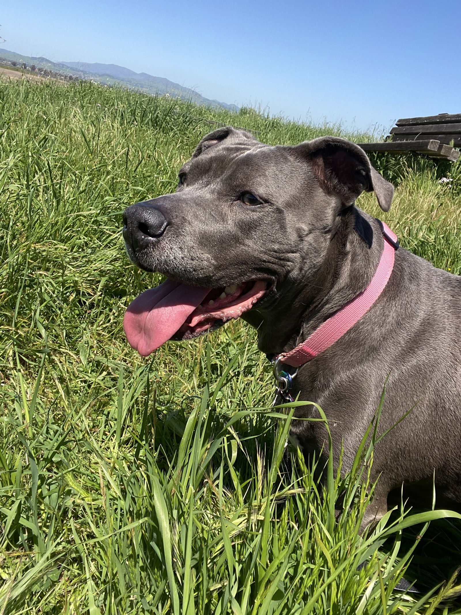 adoptable Dog in Woodland, CA named Kailani