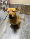 adoptable Dog in woodland, CA named Buddy