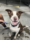 adoptable Dog in Woodland, CA named Tobi