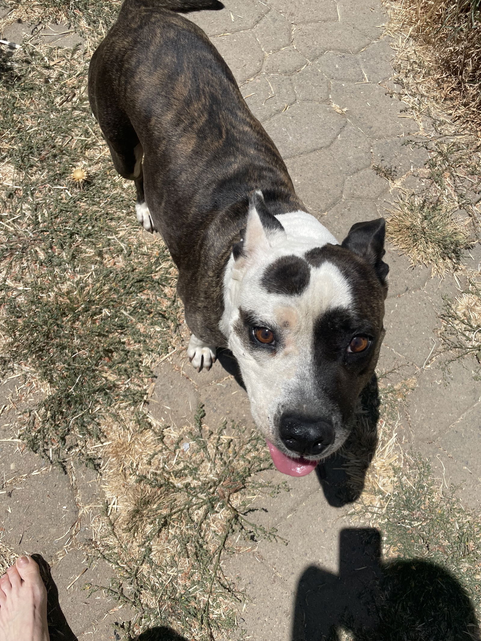 adoptable Dog in Woodland, CA named Mamas