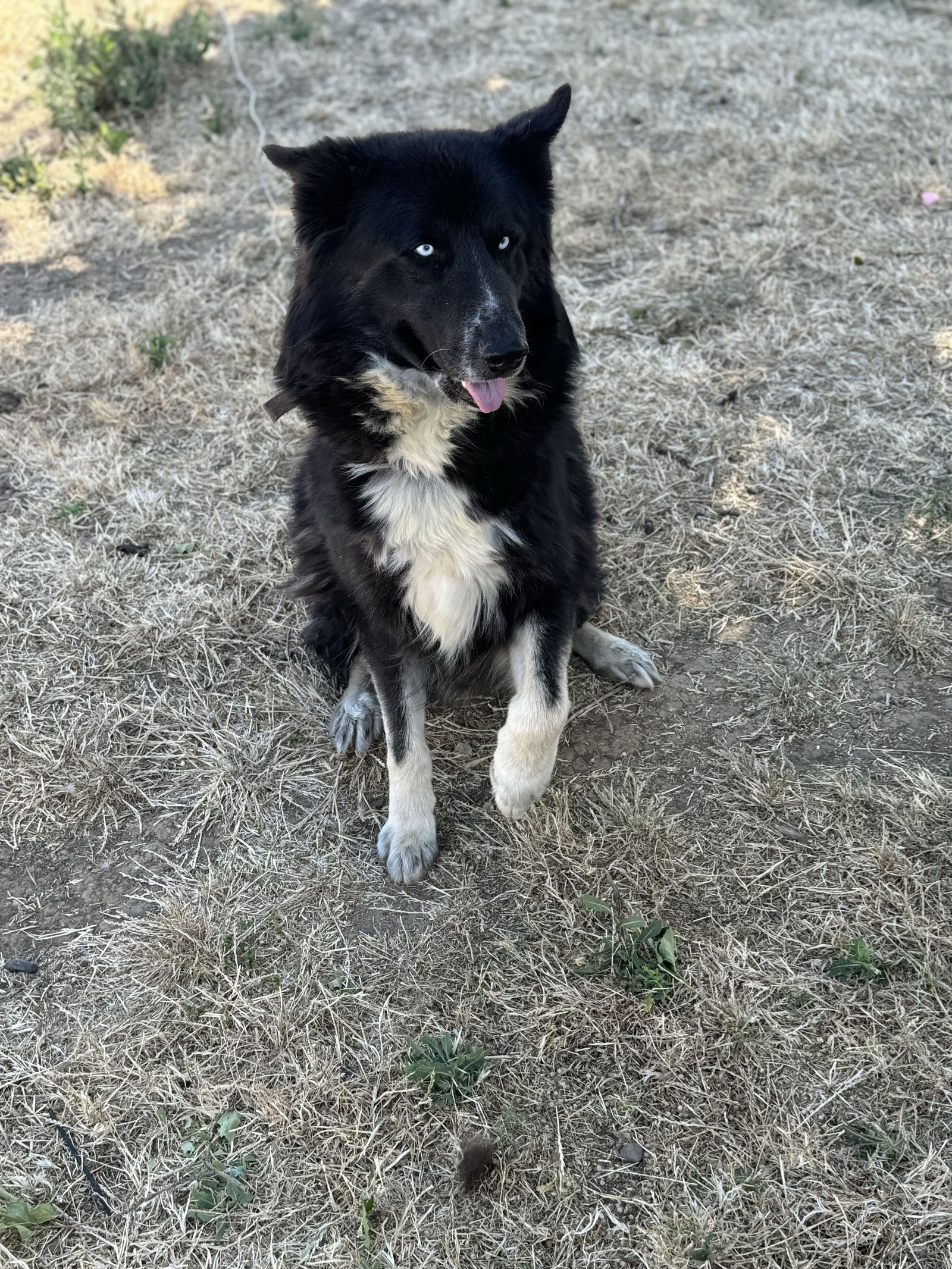 adoptable Dog in Woodland, CA named Loki