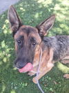 adoptable Dog in Woodland, CA named Cassie