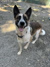 adoptable Dog in Woodland, CA named Chelsea