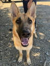 adoptable Dog in Woodland, CA named Franny