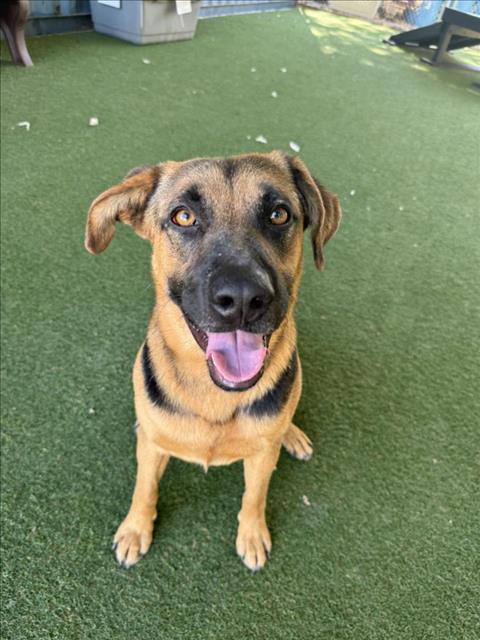 adoptable Dog in Woodland, CA named Eeyore