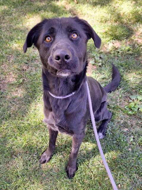 adoptable Dog in Woodland, CA named London