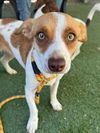 adoptable Dog in Woodland, CA named Pumpkin