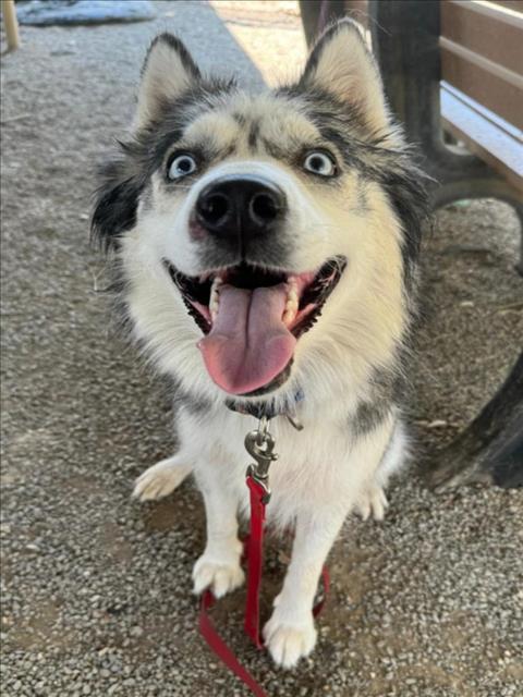 adoptable Dog in Woodland, CA named Tipsy