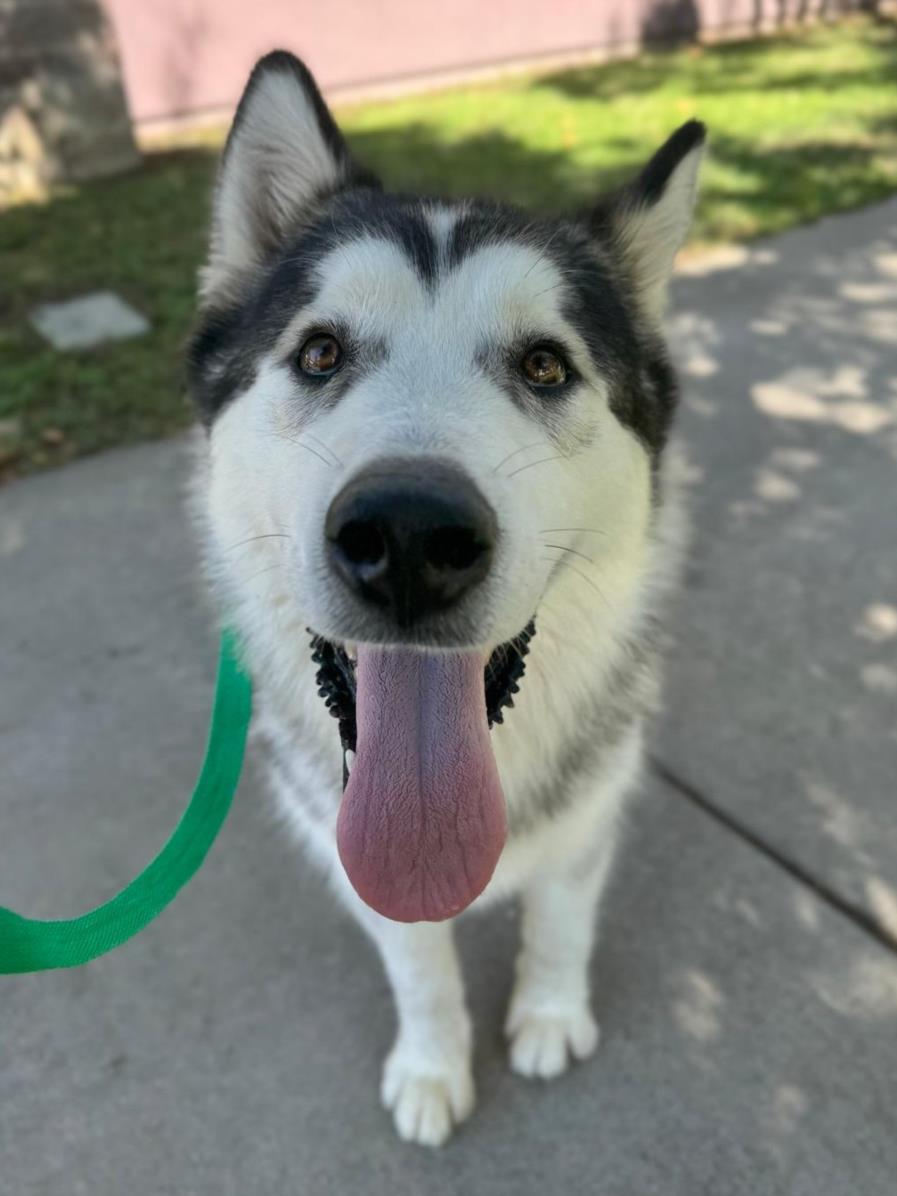 adoptable Dog in Woodland, CA named Yeti