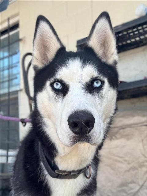 adoptable Dog in Woodland, CA named Anakin