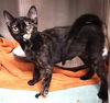 adoptable Cat in Woodland, CA named Thumbelina