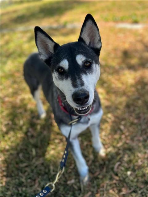 adoptable Dog in Woodland, CA named Boba