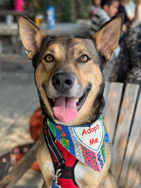 adoptable Dog in Woodland, CA named Bolt