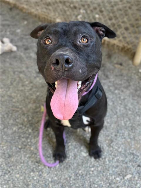 adoptable Dog in Woodland, CA named Bullseye