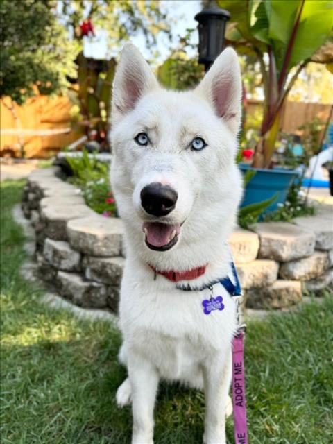 adoptable Dog in Woodland, CA named Nova