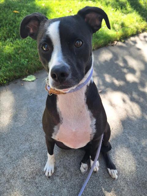 adoptable Dog in Woodland, CA named Kona