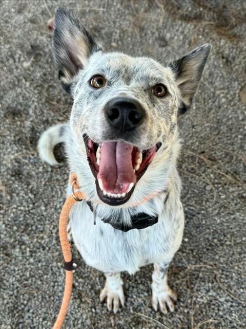 adoptable Dog in Woodland, CA named Manchas