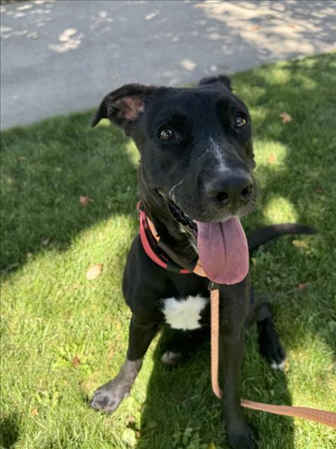 adoptable Dog in Woodland, CA named Midnight