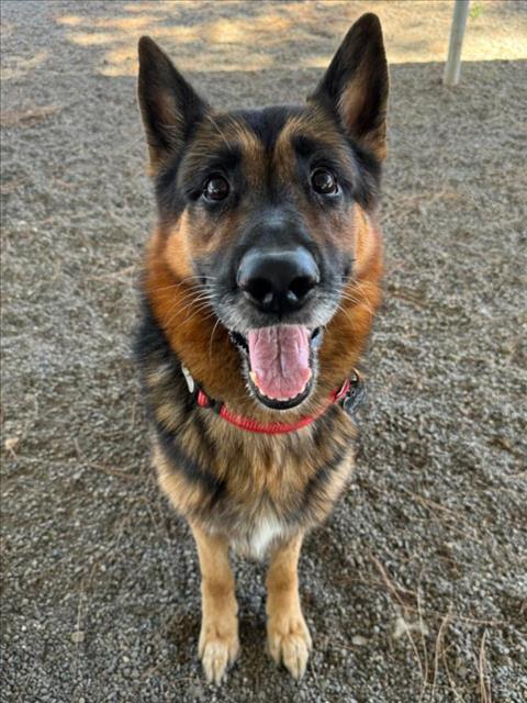 adoptable Dog in Woodland, CA named Shadow